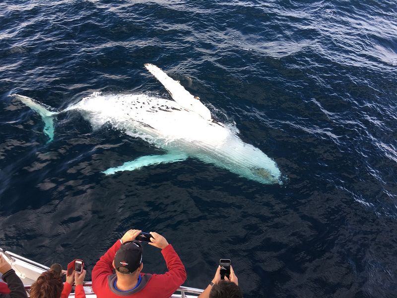 whale-watching